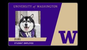UW student card for UW mascot DUBS who is identified as a student employee.